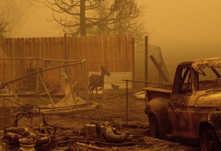 El incendio Dixie sigue amenazando a California tras un mes ardiendo (1)