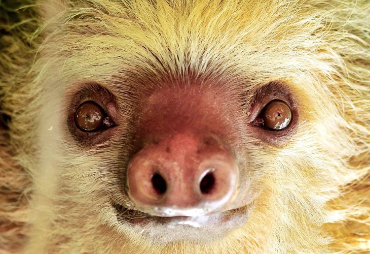 El perezoso se convierte en un símbolo nacional de Costa Rica
