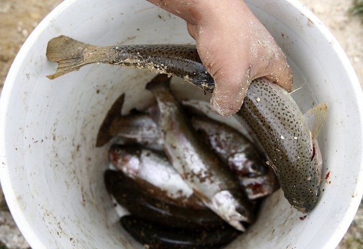 El pescado colombiano contará con un sello de calidad para aumentar las exportaciones