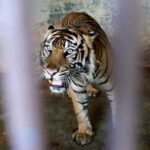 Indonesia investiga cómo pudieron contagiarse de covid dos tigres de Sumatra