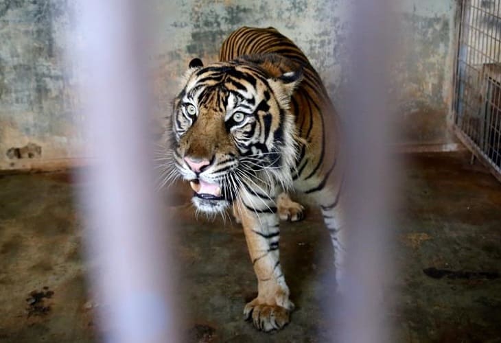 Indonesia investiga cómo pudieron contagiarse de covid dos tigres de Sumatra