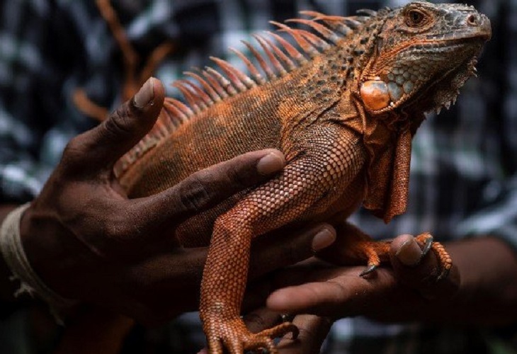 La covid-19 amenaza con cerrar un parque de especies únicas en la India