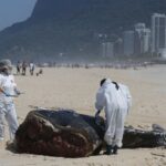 La muerte de ballenas jorobadas bate récord en Brasil, con más de 130 este año