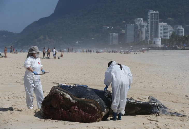 La muerte de ballenas jorobadas bate récord en Brasil, con más de 130 este año