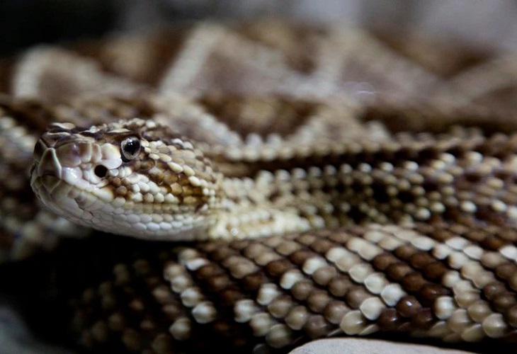 Las serpientes de cascabel engañan con su sonido a las posibles amenazas