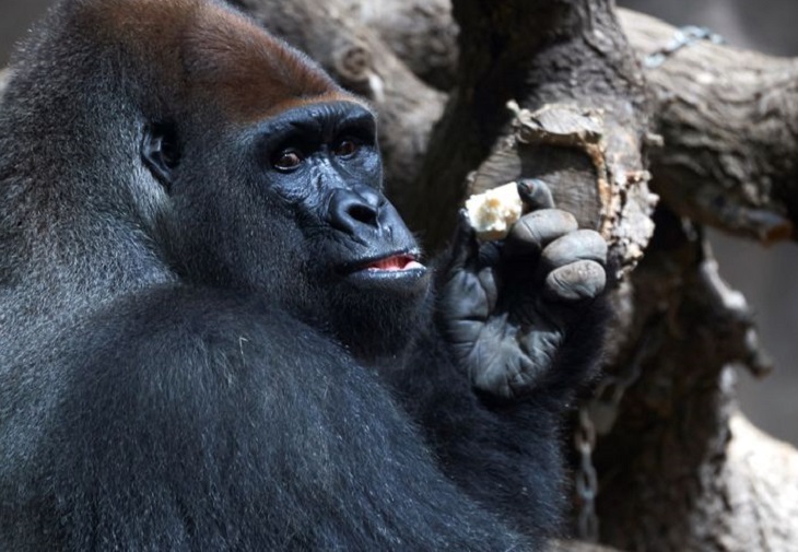 Los animales del Zoo de Barcelona combaten el calor con hielo y helados