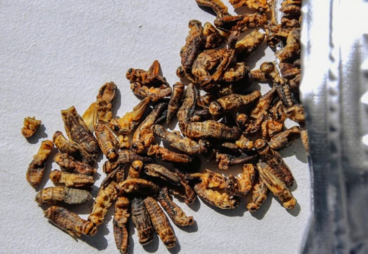 Los insectos, la nueva proteína aprobada en Portugal