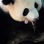Nacen dos crías de pandas gigantes en un zoo francé