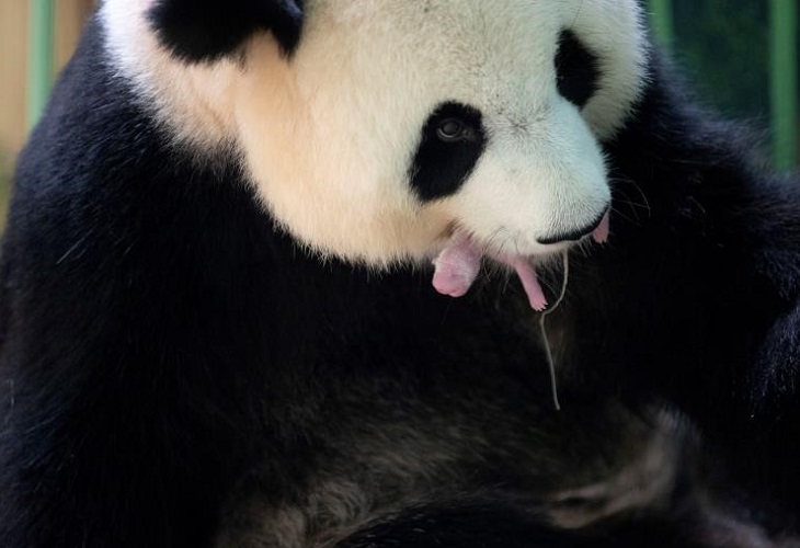 Nacen dos crías de pandas gigantes en un zoo francé