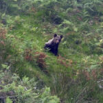 Reintroducen en la naturaleza una cría de oso pardo rescatada en abril