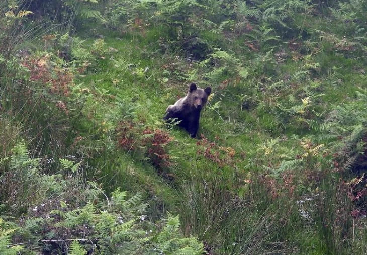Reintroducen en la naturaleza una cría de oso pardo rescatada en abril