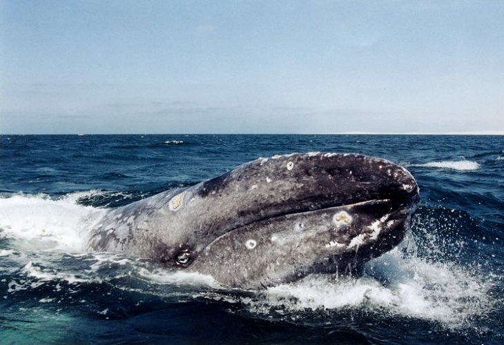 Rusia prohíbe exportación de cetáceos por seis meses