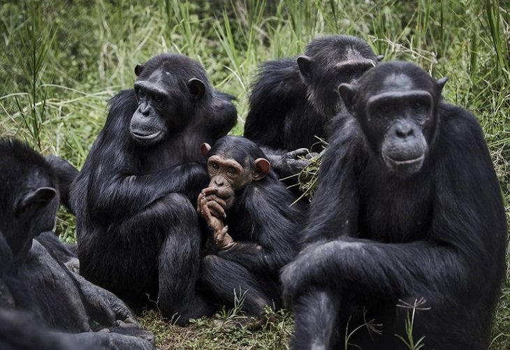Ser amigo del jefe, ayuda; también a los chimpancés