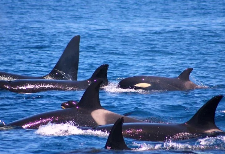 Un plan con medidas urgentes para reducir la interacción entre orcas y barcos