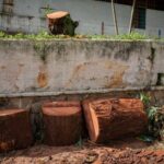 Venezuela, un país menos verde ante la tala indiscriminada