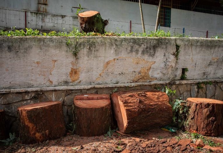 Venezuela, un país menos verde ante la tala indiscriminada