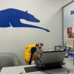 Copetran revela que su logo es un galgo y es de carne y hueso