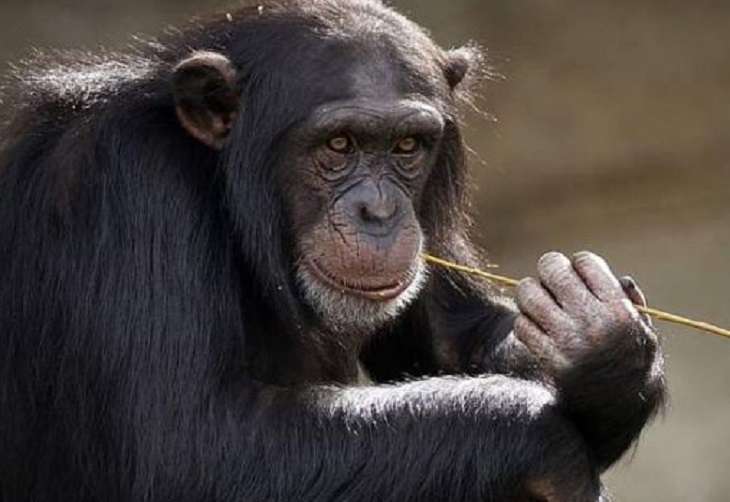 Los simios también se saludan y se despiden en sus interacciones