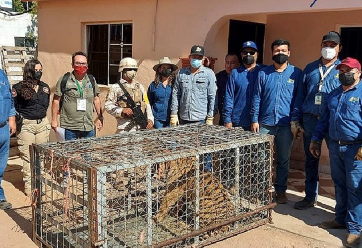 Agentes mexicanos hallan un tigre de Bengala en escondite de grupo criminal