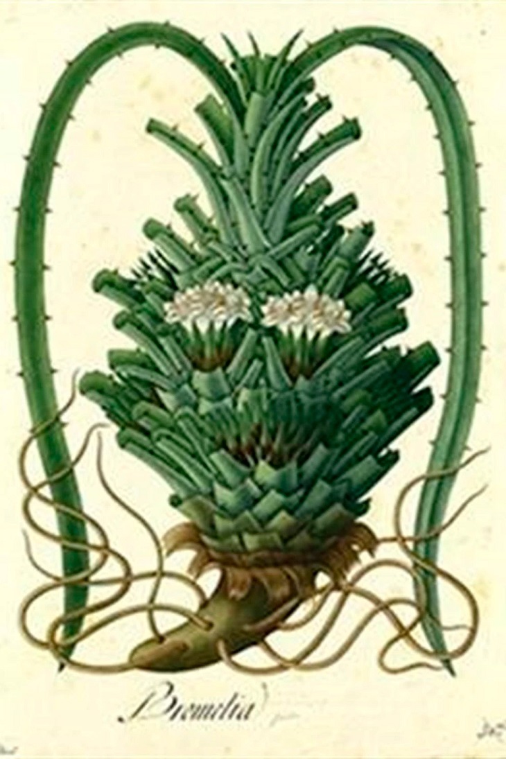 Ciencia botánica y arte, unidos en la figura de Celestino Mutis en una exposición en Madrid