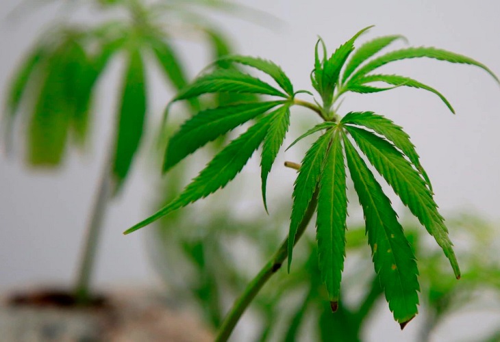 Colombia estudia aprobar productos veterinarios a base de cannabis