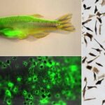 El 'contexto celular', un aspecto clave para la formación del cáncer