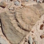 El dragón volador del Jurásico aparece por primera vez en el hemisferio sur
