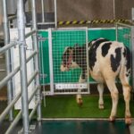 Enseñan a las vacas a ir al baño para reducir la contaminación por amoníaco