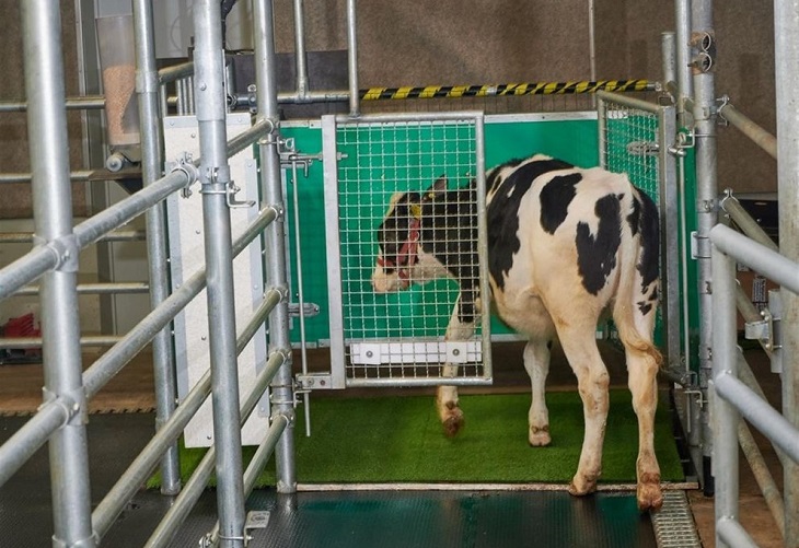 Enseñan a las vacas a ir al baño para reducir la contaminación por amoníaco