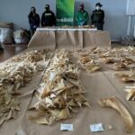 Incautan 3.493 aletas de tiburón en el aeropuerto de Bogotá que iban a China