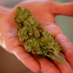 La industria del cannabis medicinal toma fuerza en Colombia con nuevas normas