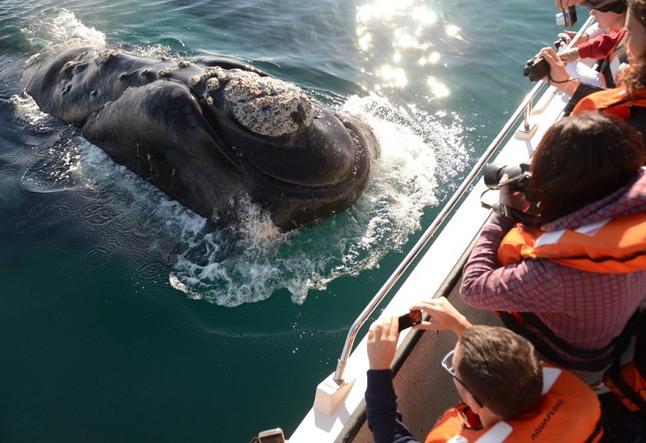Las ballenas bailan de nuevo ante los turistas en la Patagonia argentina