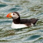 Los ciclones matan de hambre a las aves marinas del Atlántico Norte