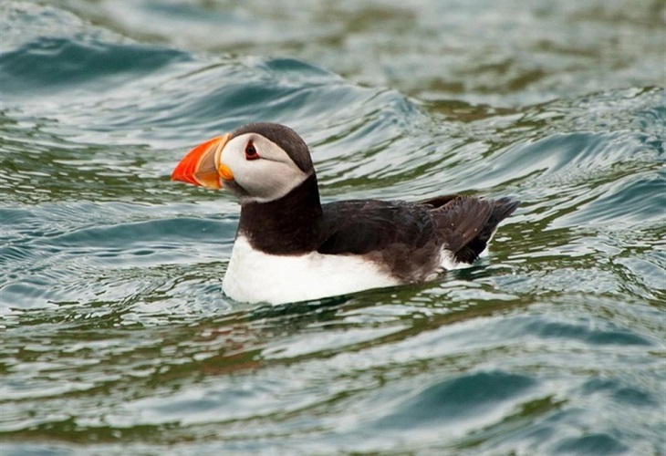 Los ciclones matan de hambre a las aves marinas del Atlántico Norte
