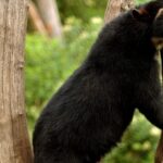 Ratifican la importancia de conectar los bosques en Ecuador tras avistar un oso andino