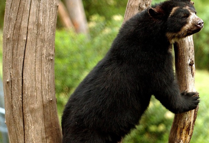 Ratifican la importancia de conectar los bosques en Ecuador tras avistar un oso andino