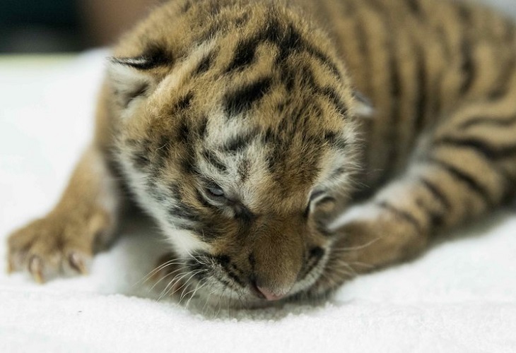 Zoológico de Nicaragua presenta una tigresa de Bengala nacida en cautiverio