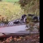 Accidente de tractomulas en Puente San Jorge de Buenavista