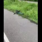 Conductor de un Mazda rojo arrolló a 7 ciclistas en vía Palmira- El Cerrito