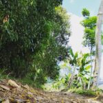Asesinato de cafetero Jorge Oscar Restrepo en finca en Andes