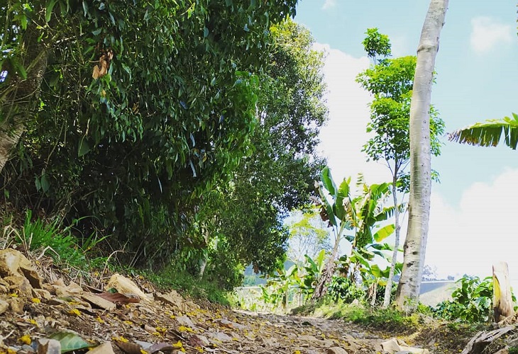 Asesinato de cafetero Jorge Oscar Restrepo en finca en Andes