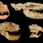África sufrió una desconocida extinción masiva hace 30 millones de años