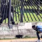 Arli Méndez - David-Vallenilla