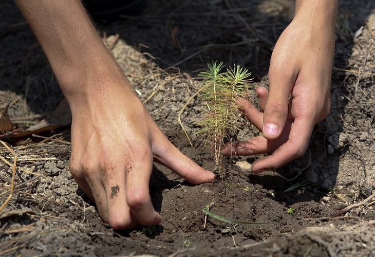 Colombia quiere plantar cinco millones de árboles en una jornada contra la deforestación