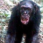 Confirman casos de lepra en chimpancés salvajes