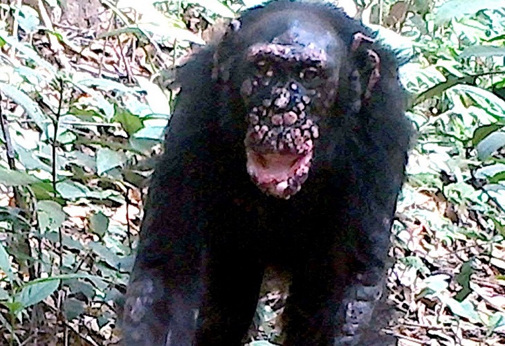 Confirman casos de lepra en chimpancés salvajes