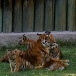 Cuatro cachorros de tigre deleitan a los visitantes de un zoológico en México