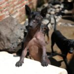 De guía de los muertos a raza de moda - el perro sin pelo de México