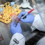 Detectan una descendiente de la variante delta que podría ser más contagiosa