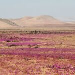 El milagro de las flores de Atacama, bajo la amenaza del cambio climático